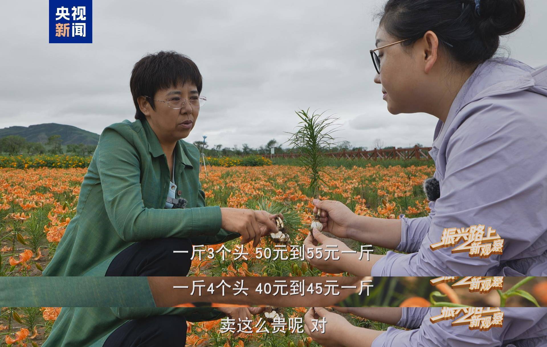 百合價(jià)格的多元解讀與解析