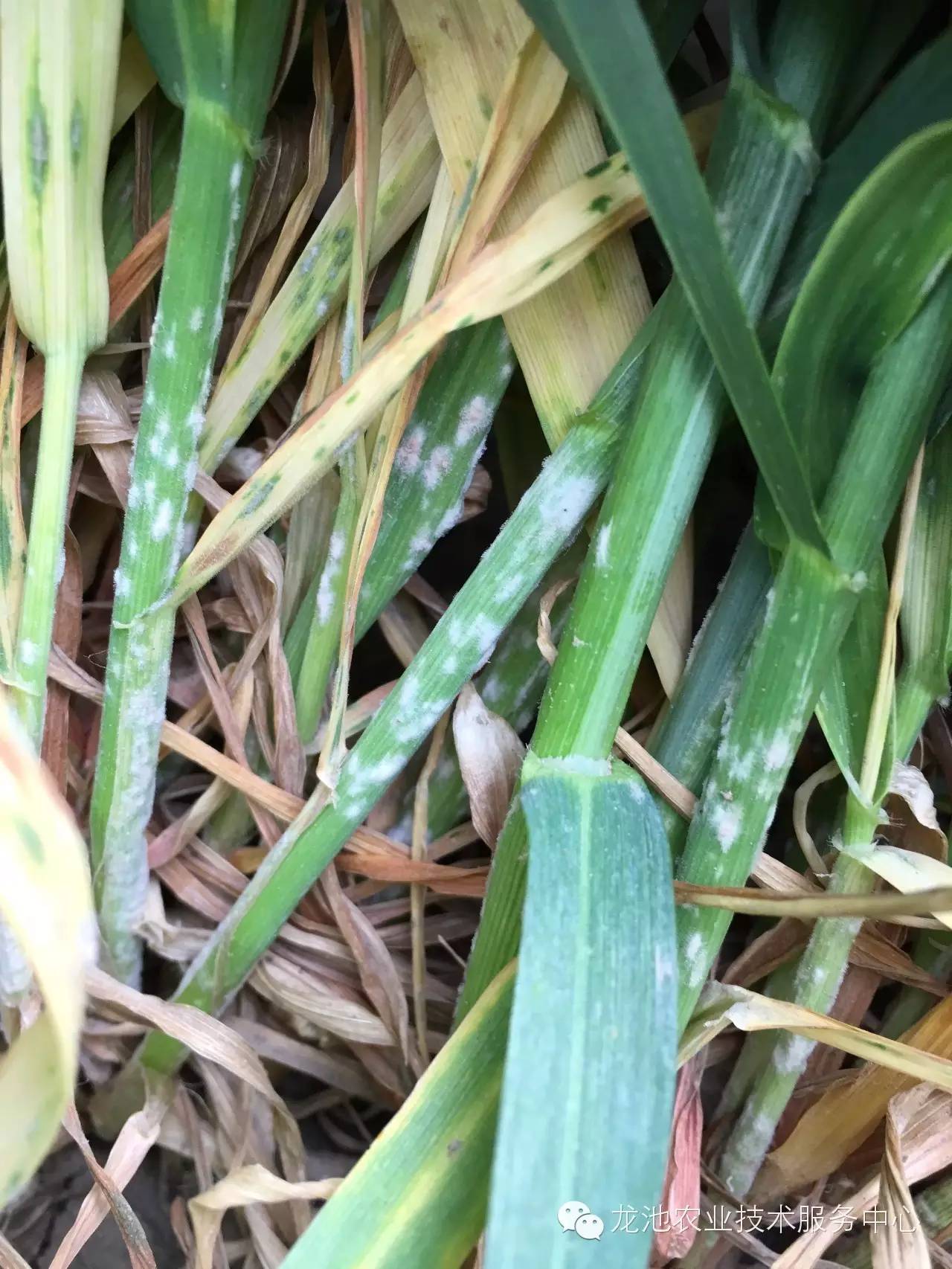 小麥白粉病治療最新進展及成效概述????