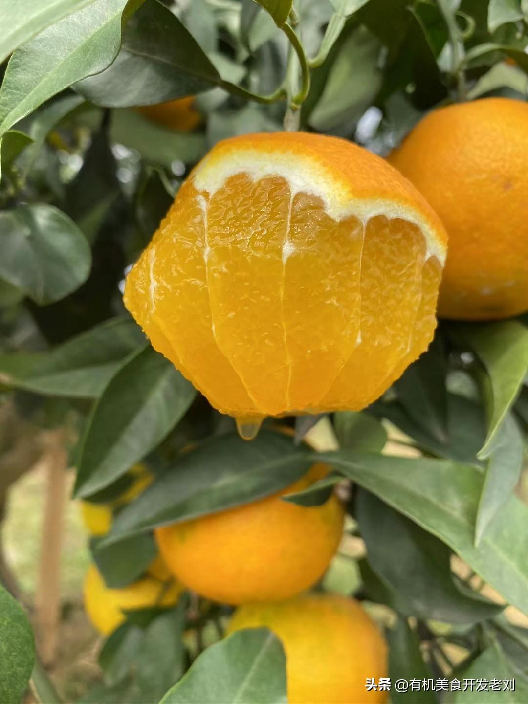 最新地塊詳解與步驟指南，從入門到精通的全方位探討