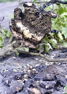 最新馬蜂蜇傷科普及應(yīng)對(duì)建議