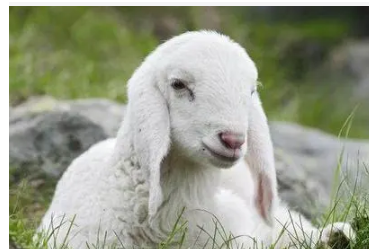 最新逗比羊，背景、事件與時代印記一網(wǎng)打盡！