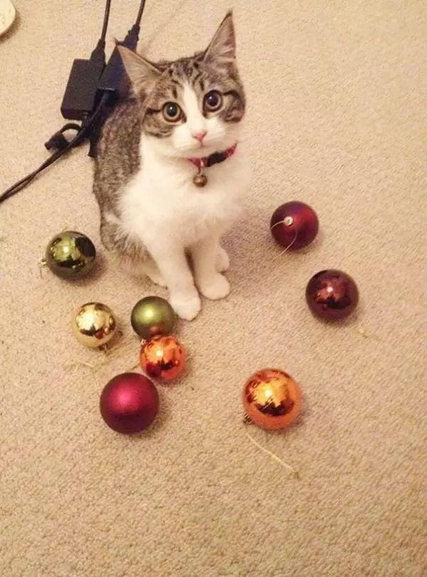 貓咪最新收藏，自然美景的心靈之旅，探索貓咪與大自然的獨(dú)特魅力