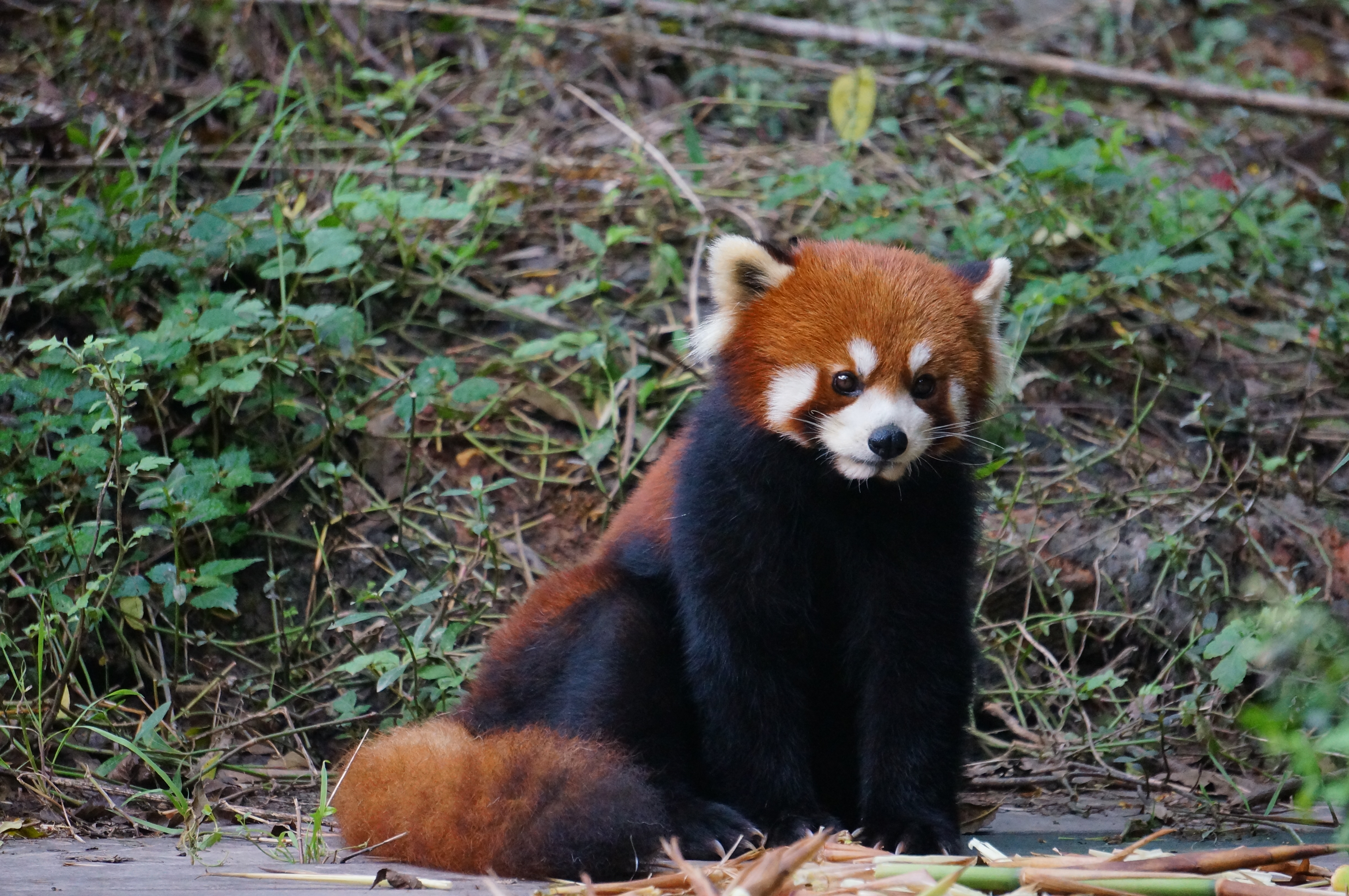 巷弄深處的小熊貓?zhí)厣〉辏独偕系奈粗嬗? width=