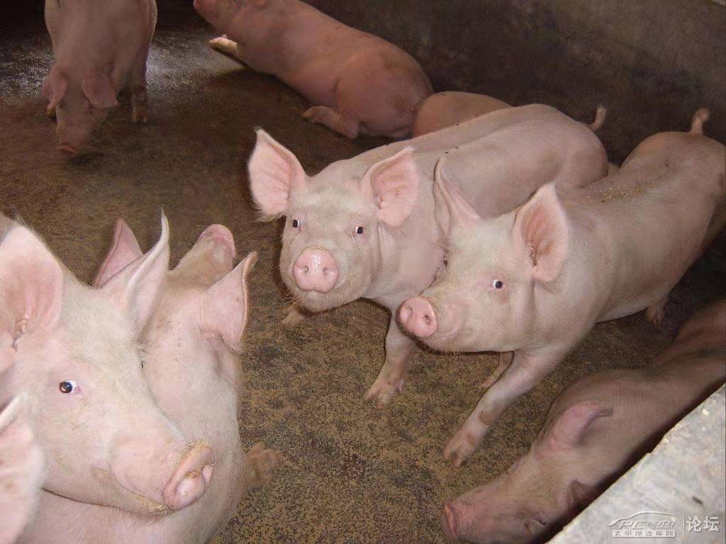 最新豬價(jià)賣(mài)價(jià)及分析概述