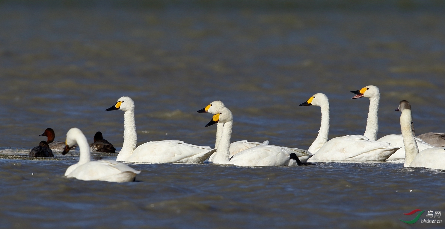 小天鵝最新動(dòng)態(tài)及洗衣機(jī)操作與保養(yǎng)指南