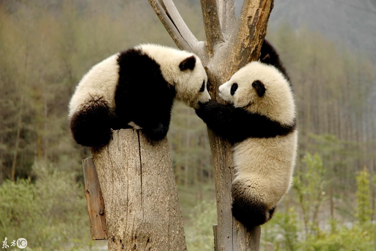 熊貓日記，學(xué)習(xí)、變化、自信與成長(zhǎng)的最新記錄