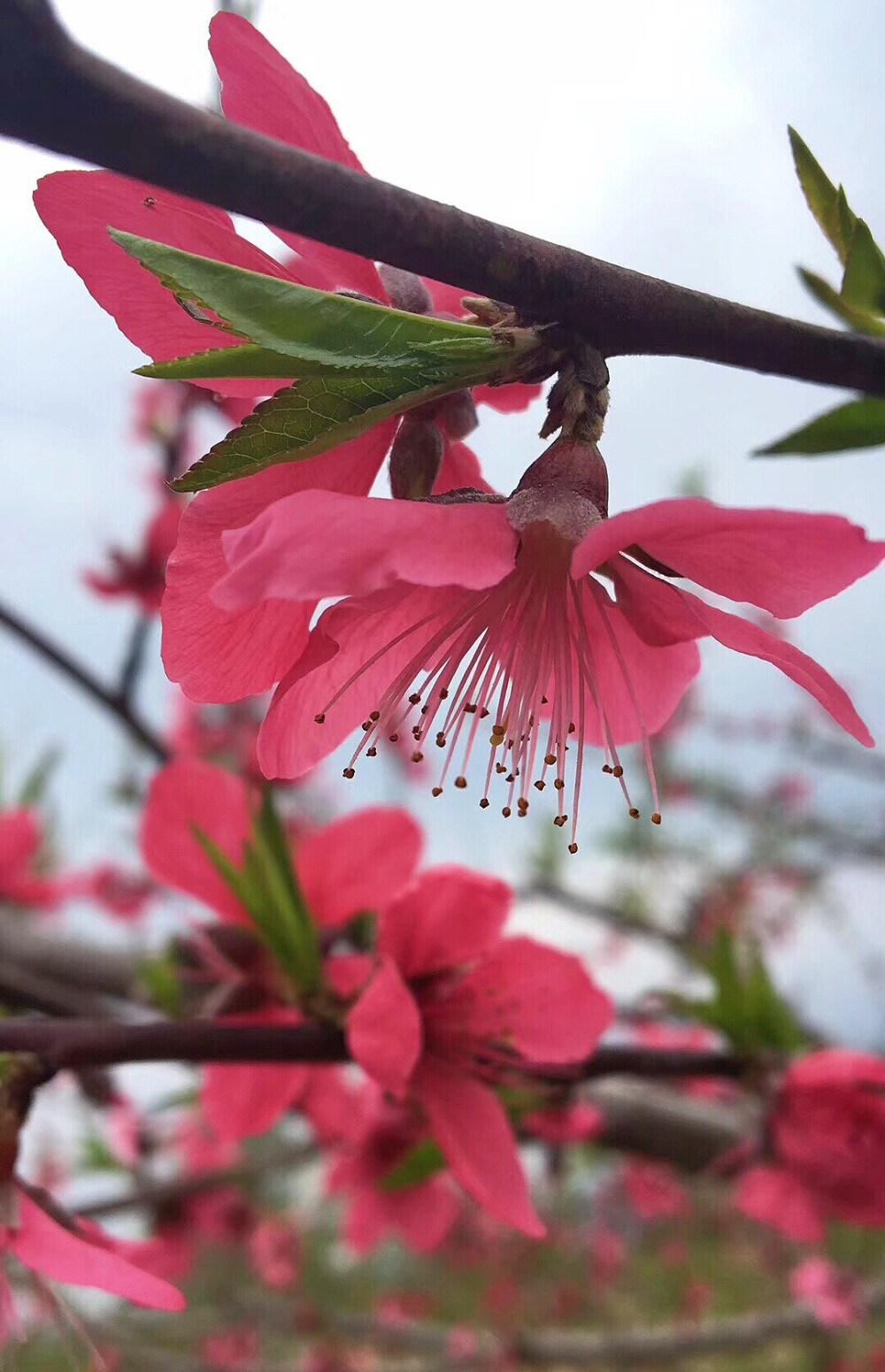 桃花最新版操作指南，從初學(xué)者到進(jìn)階用戶的通用教程