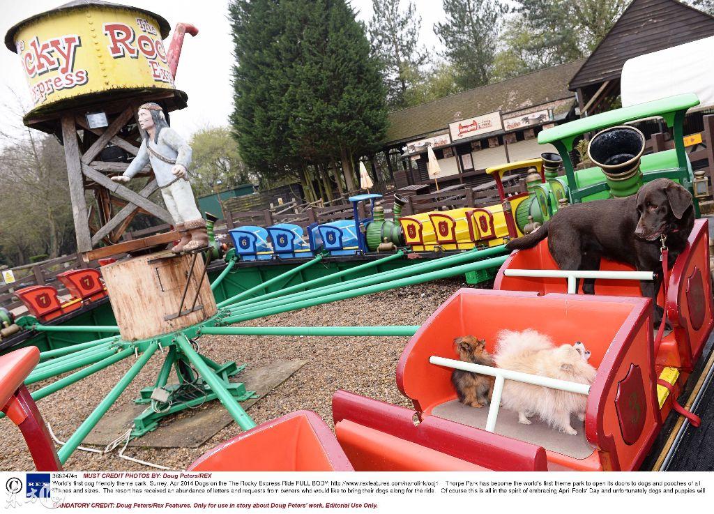 最新寵物項(xiàng)目，啟程勵(lì)志之旅，探尋自信與成就之源