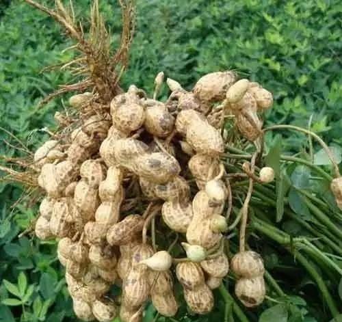 一粒種子的成長(zhǎng)與無(wú)限可能，今日花生最新價(jià)格揭秘