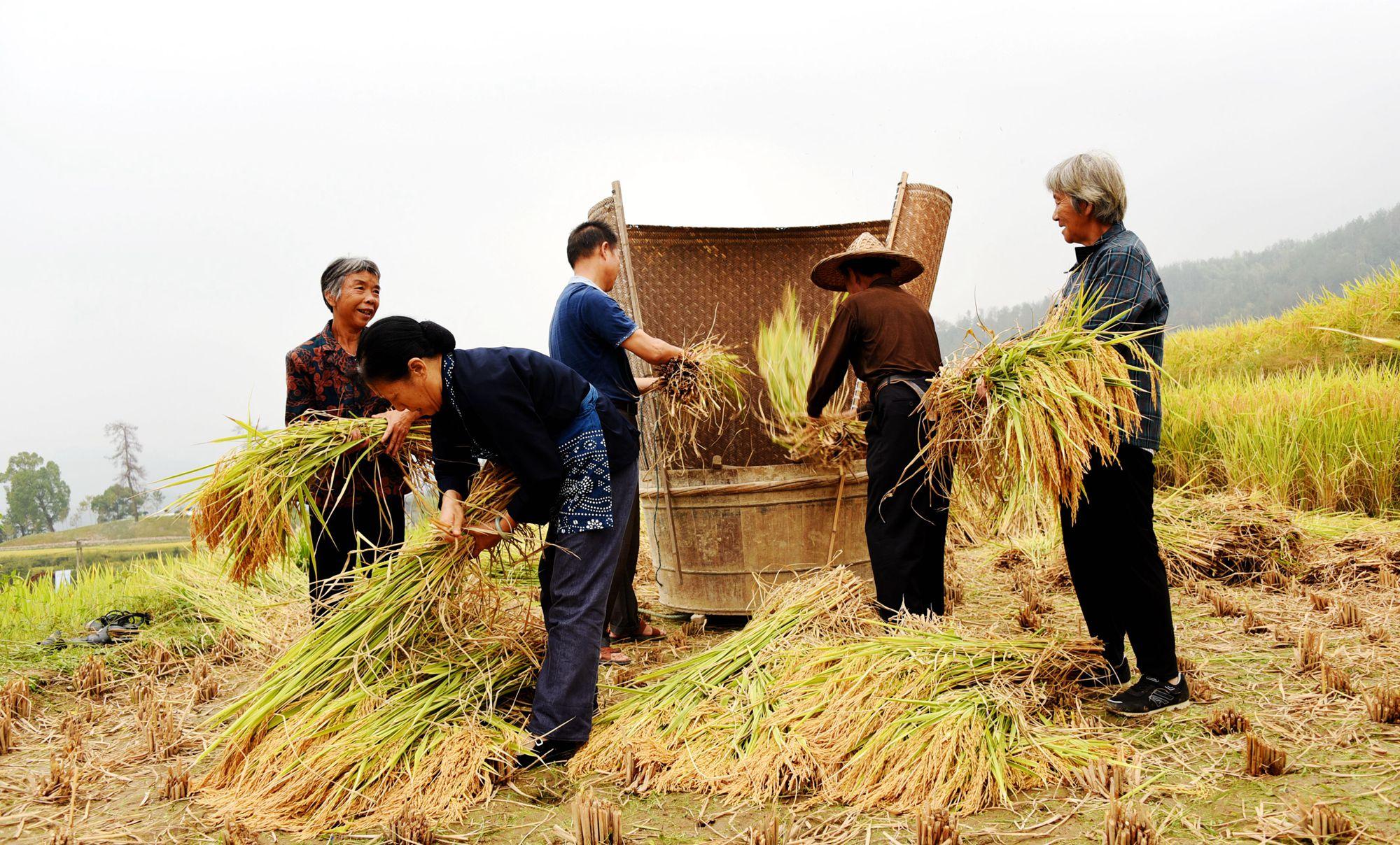 最新收稻機助力高效農(nóng)業(yè)收割??