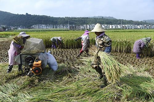 最新收稻機助力高效農(nóng)業(yè)收割??