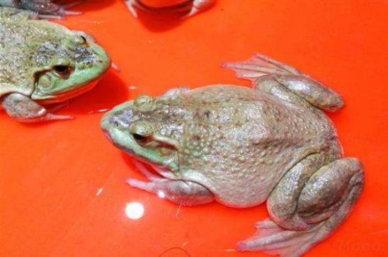 牛蛙最新收購價格，自然美景探索之旅啟程