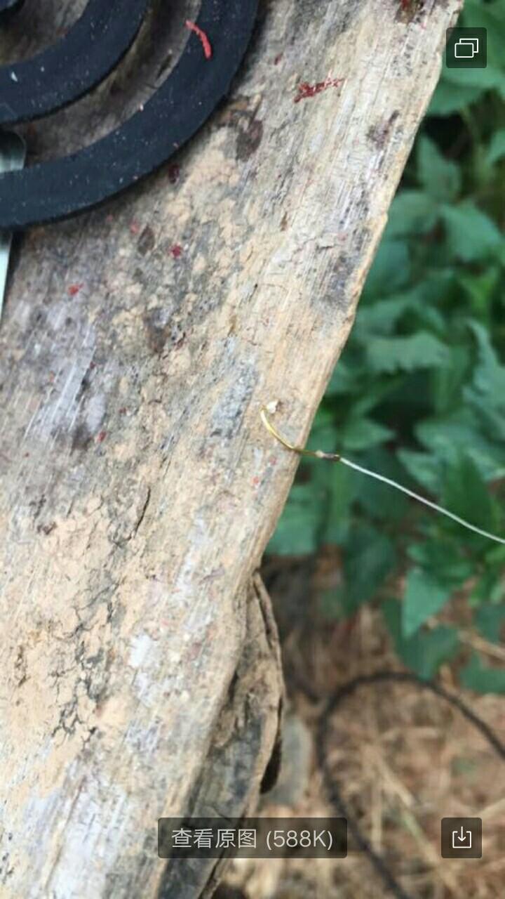 圓吻鲴魚最新釣法詳解與論述，釣獲秘訣大揭秘！