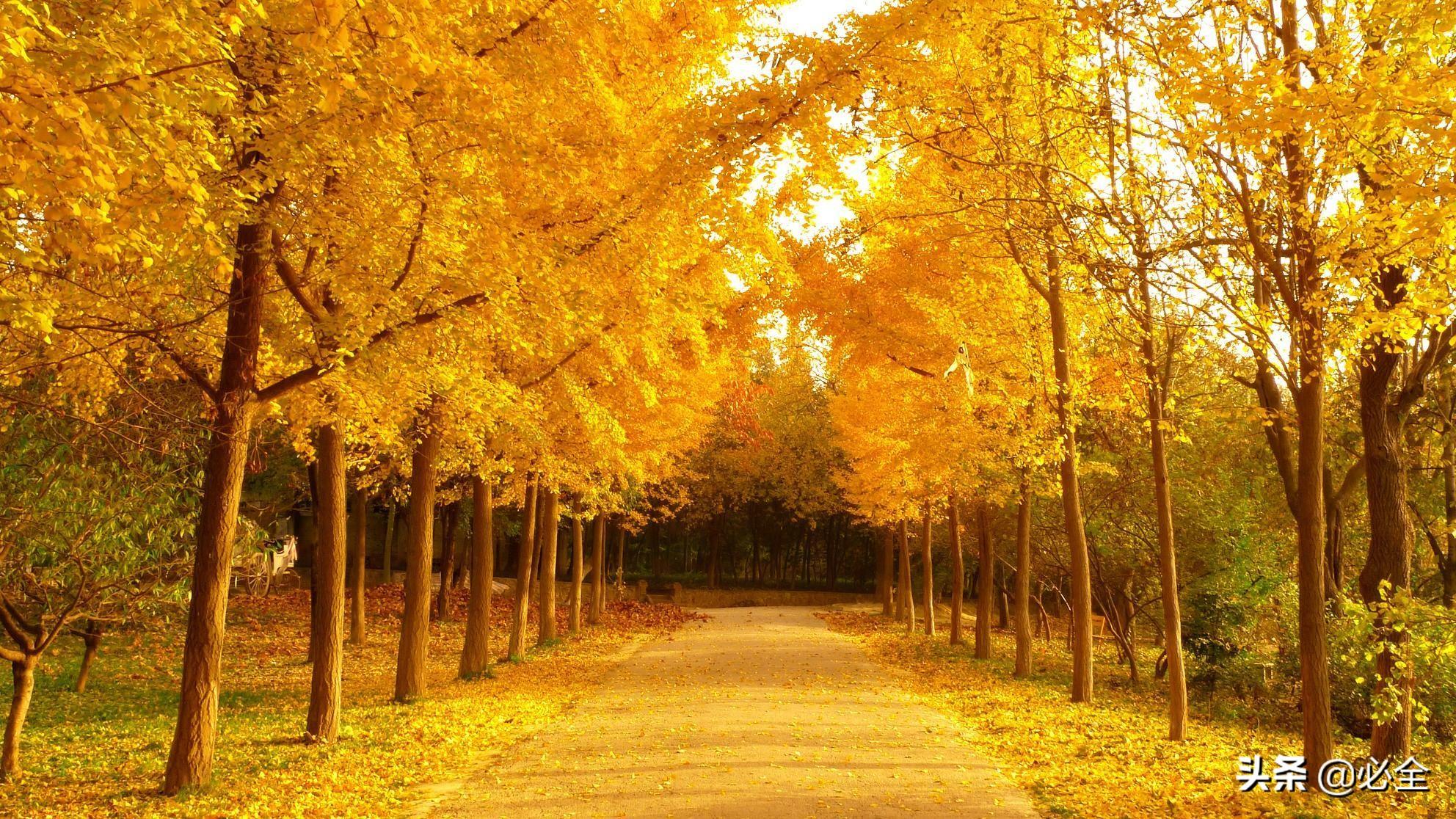 時(shí)代背景下的綠色價(jià)值探析，20公分銀杏樹最新價(jià)格揭秘