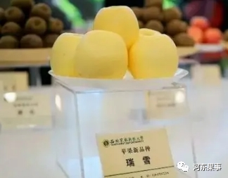 瑞陽瑞雪蘋果最新動態(tài)更新，最新消息揭秘