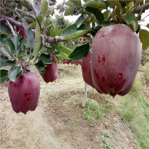 紅寶石甜蘋果最新動態(tài)，科技前沿的甜蜜之旅揭秘