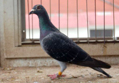 最新羅漢說鴿119期視頻，揭秘小巷中的隱藏美食天堂