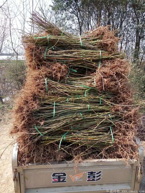 連翹最新收購(gòu)價(jià)格及獲取步驟指南