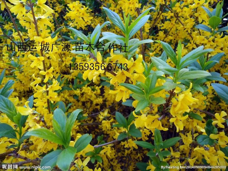 連翹最新收購(gòu)價(jià)格及獲取步驟指南