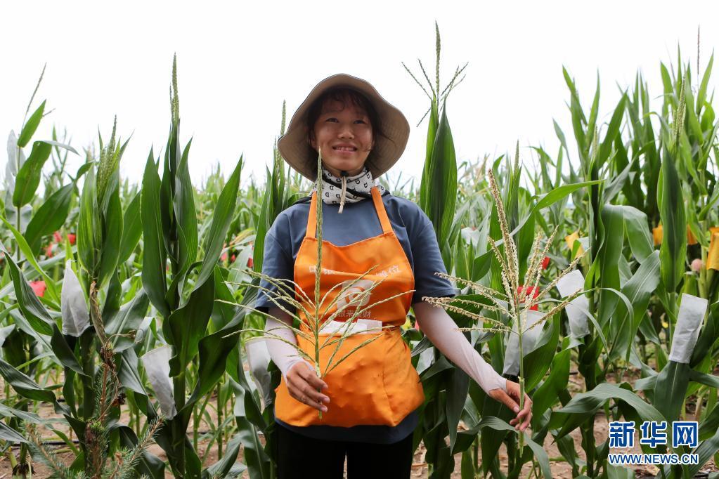 ??四平玉米最新價(jià)格行情播報(bào)??