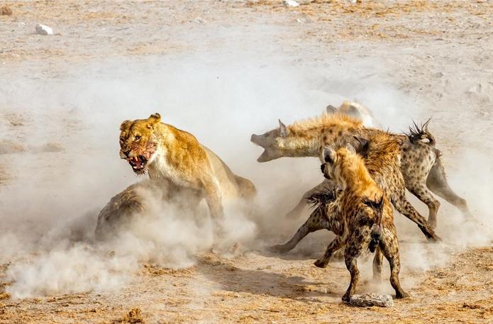 叢林大作戰(zhàn)2最新版，友情冒險(xiǎn)之旅開啟！