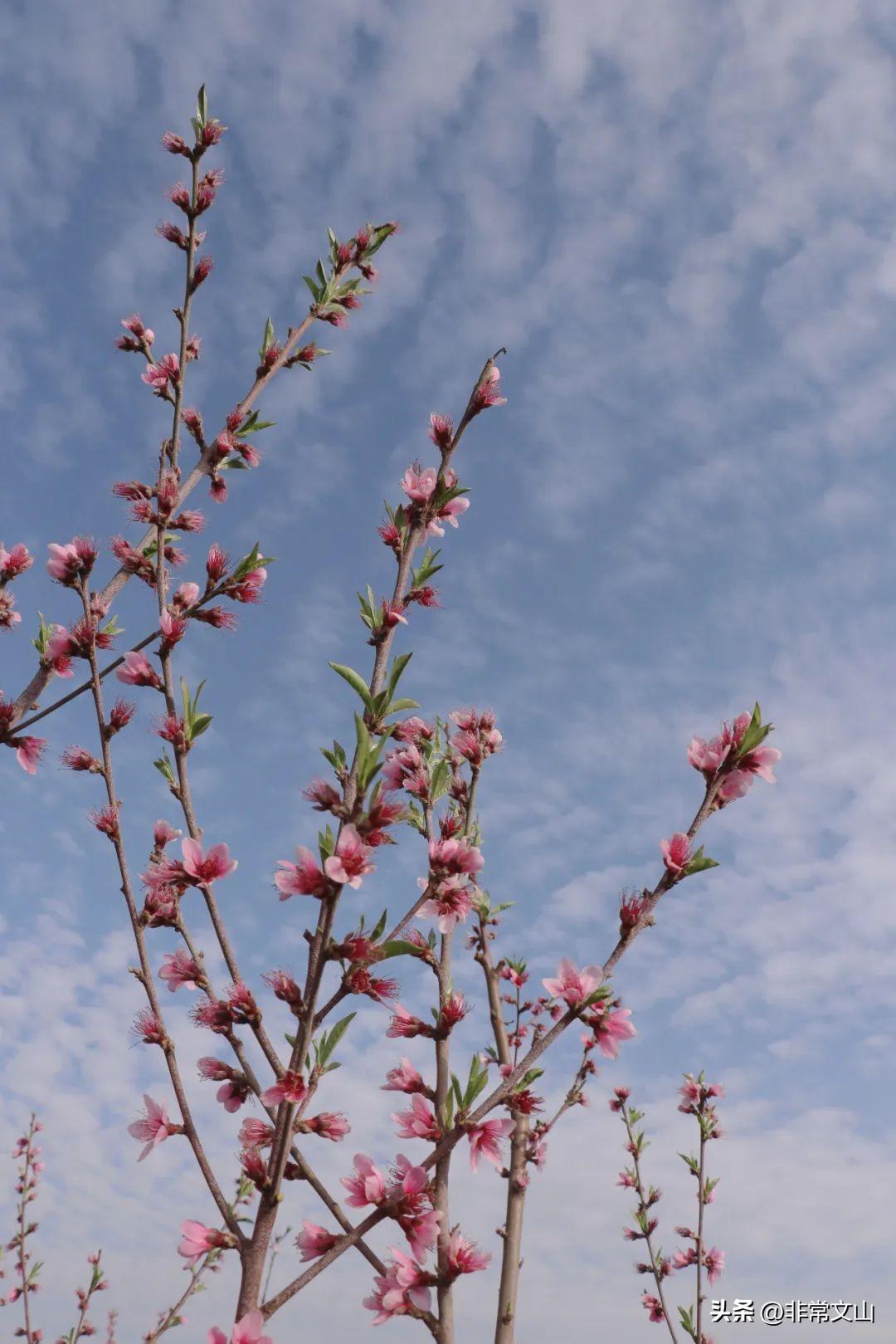 文山馬塘花莊最新開發(fā)，學(xué)習(xí)之旅的蛻變與自信成就之源